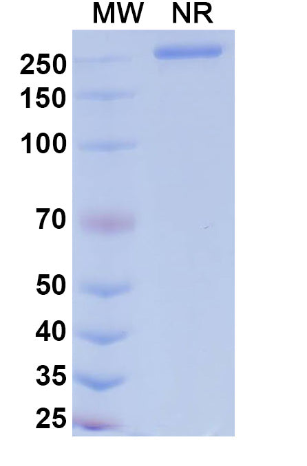 Anti-Human CD40/TNFRSF5 Reference Antibody (Dalnicastobart) – Figure 1 of 1