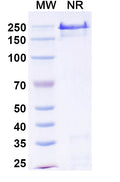 Anti-Human CD40/TNFRSF5 Reference Antibody (Abiprubart) – Figure 1 of 1