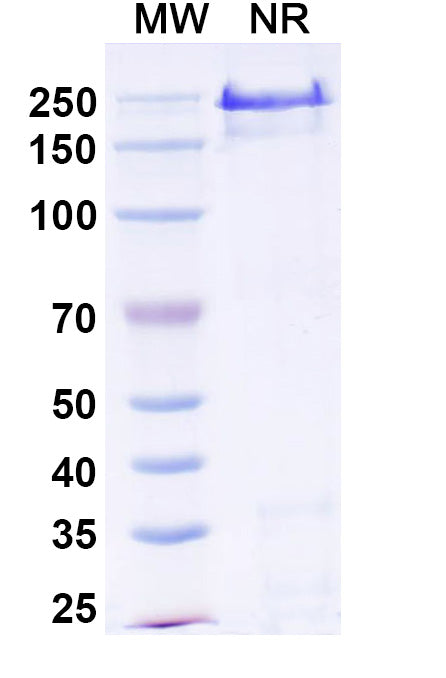 Anti-Human CD40/TNFRSF5 Reference Antibody (Abiprubart) – Figure 1 of 1