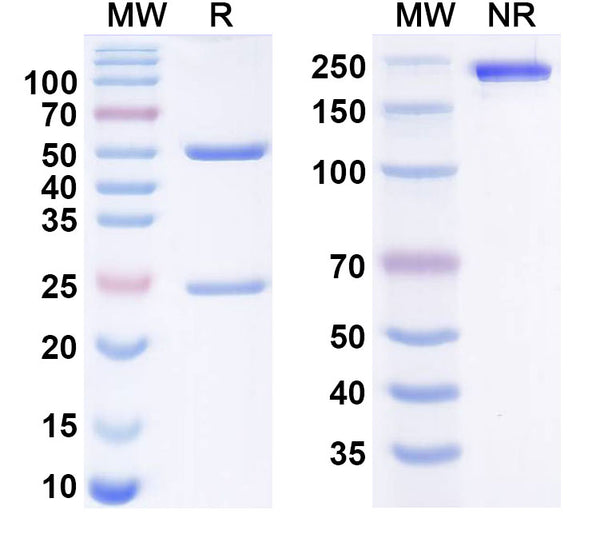 Anti-Human CD40/TNFRSF5 Reference Antibody (Ciltistotug) – Figure 1 of 1