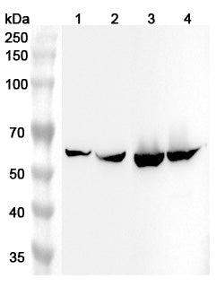 Western blot analysis was performed using anti-ALDH4A1 polyclonal antibody at 1μg/ml on various samples.
Lane 1: Mouse liver lysate
Lane 2: Mouse kidney lysate
Lane 3: Rat liver lysate
Lane 4: Rat kidney lysate