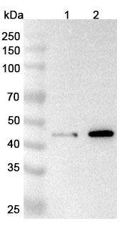 Western blot analysis was performed using anti-CFP polyclonal antibody at 1μg/ml on various samples.
Lane 1: Mouse brain lysate
Lane 2: Rat brain lysate