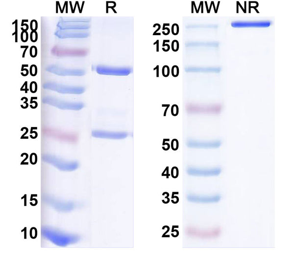 Anti-Human CD27/TNFRSF7 Reference Antibody (Varlilumab) – Figure 1 of 1