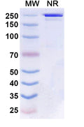 Anti-Human CD27/TNFRSF7 Reference Antibody (Boserolimab) – Figure 1 of 1
