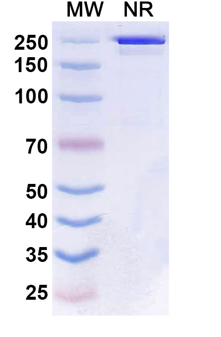 Anti-Human CD27/TNFRSF7 Reference Antibody (Boserolimab) – Figure 1 of 1