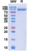 Recombinant Human CD6 Protein, C-Fc