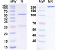 Anti-Human CD6 Reference Antibody (Itolizumab) – Figure 1 of 1