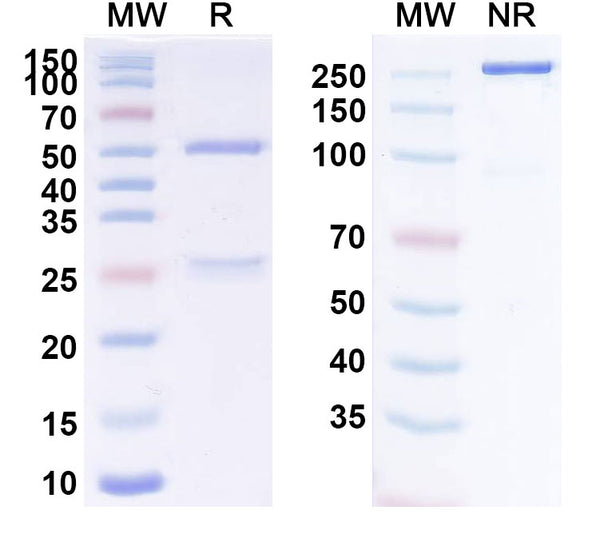 Anti-Human CD6 Reference Antibody (Itolizumab) – Figure 1 of 1