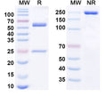 Anti-Human Prolactin R Reference Antibody (Rolinsatamab) – Figure 1 of 1