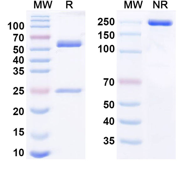 Anti-Human Prolactin R Reference Antibody (Rolinsatamab) – Figure 1 of 1