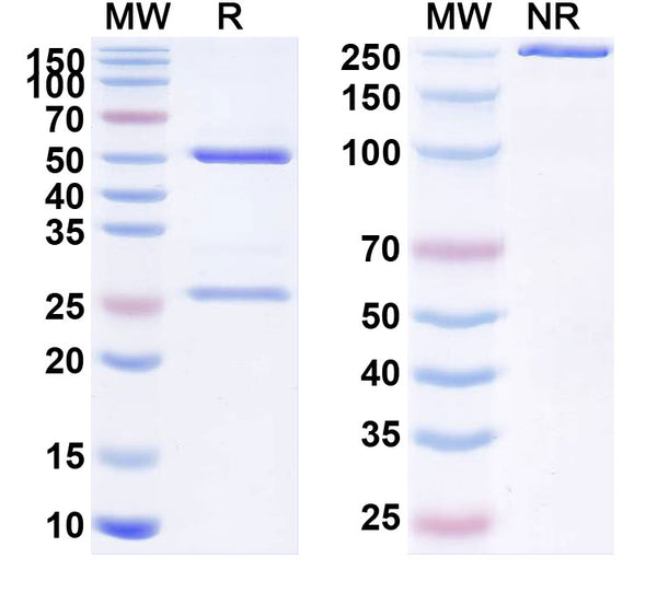 Anti-Human PRLR Reference Antibody (XOMA 213) – Figure 1 of 1