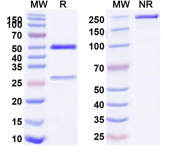 SDS-PAGE for Anti-Human PRLR Antibody (h16f)