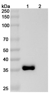 Western blot analysis was performed using anti-PRLR monoclonal antibody at 1ug/mL on various samples.
Lane 1: recombinant human PRLR (Catalog No: HB801011)
Lane 2: negative control
