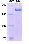 Anti-Human Integrin alpha L/CD11a Reference Antibody (Odulimomab) – Figure 1 of 1