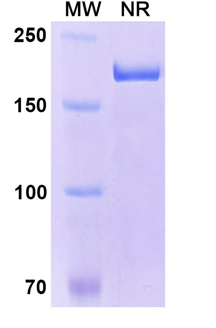 Anti-Human Integrin alpha L/CD11a Reference Antibody (Odulimomab) – Figure 1 of 1