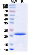 Recombinant Human CD224/GGT1 Protein, N-His