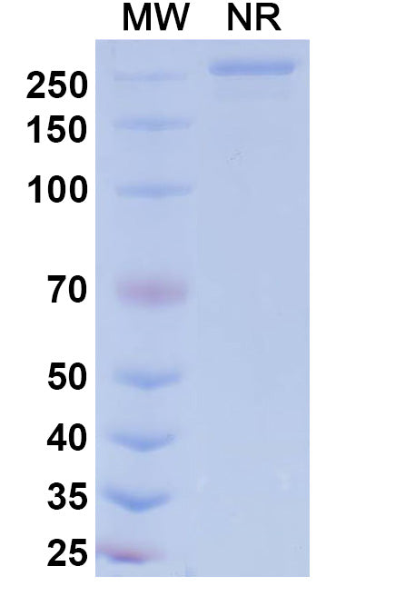 Anti-Human EDNRA/Endothelin R Type A Reference Antibody (Patecibart) – Figure 1 of 1