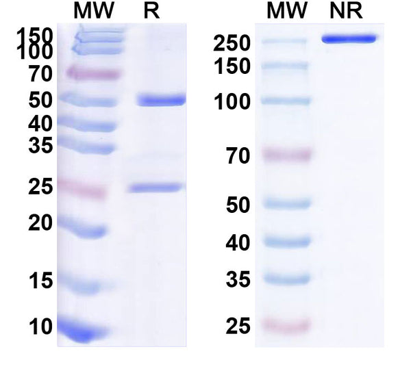 Anti-Human IFN-alpha/beta R1 Reference Antibody (Anifrolumab) – Figure 1 of 2