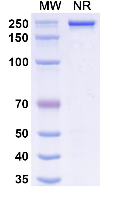 Anti-Human FOLR1 Reference Antibody (Farletuzumab) – Figure 1 of 2