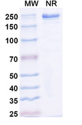 Anti-Human FOLR1 Reference Antibody (Mirvetuximab) – Figure 1 of 3