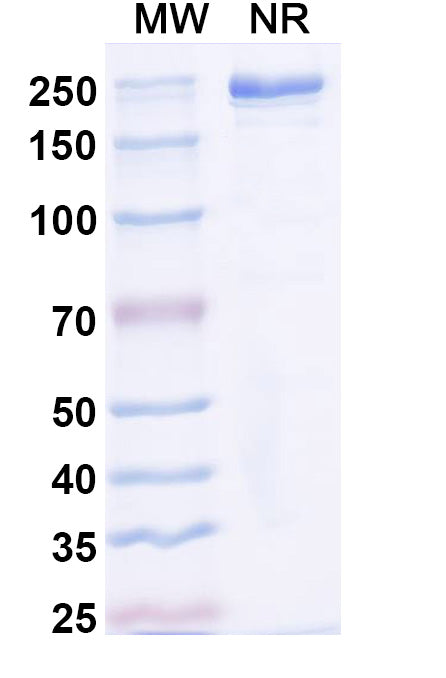 Anti-Human FOLR1 Reference Antibody (Mirvetuximab) – Figure 1 of 3