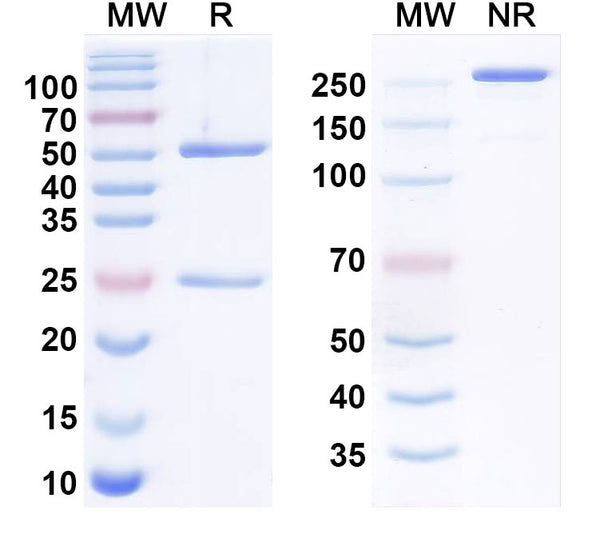 Anti-Human FOLR1 Reference Antibody (Torvutatug) – Figure 1 of 1
