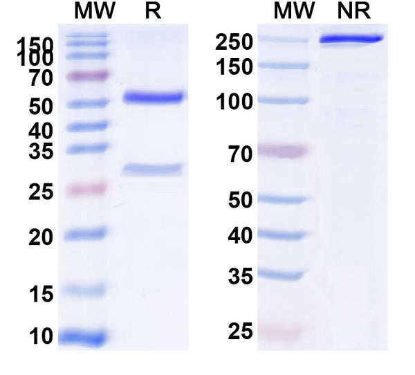 SDS-PAGE for Anti-Human FOLR1 Antibody (SAA0118)