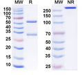 SDS-PAGE for Anti-Human FOLR1/FBP Antibody (MOv19)