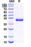 Recombinant Human JAK1 Protein, N-His