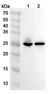 Western blot analysis was performed using anti-TNNI3 polyclonal antibody at 1ug/mL on various samples.
Lane 1: Mouse heart lysate
Lane 2: Rat heart lysate