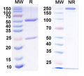 SDS-PAGE for Anti-GFAP Antibody (N280/5)