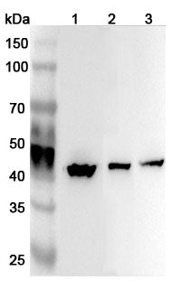 Western blot analysis was performed using anti-ATP6V1C1 polyclonal antibody at 1ug/mL  on various samples.
Lane 1: Mouse brain lysate
Lane 2: Rat brain lysate
Lane 3: Rat kidney lysate