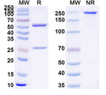 SDS-PAGE for InVivoMAb Anti-Human TSHR/LGR3 Antibody (K1-18)