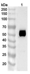 Flow-cytometry using anti-human TSHR antibody.TSHR Transfected CHO cells were stained with an irrelevant antibody (Blue Histogram) or an anti-human TSHR antibody monoclonal antibody (Catalog # HB852013 ,Green Histogram) at a concentration of 5 µg/ml for 30 mins at RT. After washing, bound antibody was detected using a FITC conjugated goat anti-mouse antibody (Catalog # MF690414) and cells analysed on a NovoCyte Flow Cytometer.