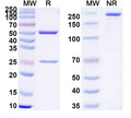 SDS-PAGE for InVivoMAb Anti-Human TSHR/LGR3 Antibody (5C9)