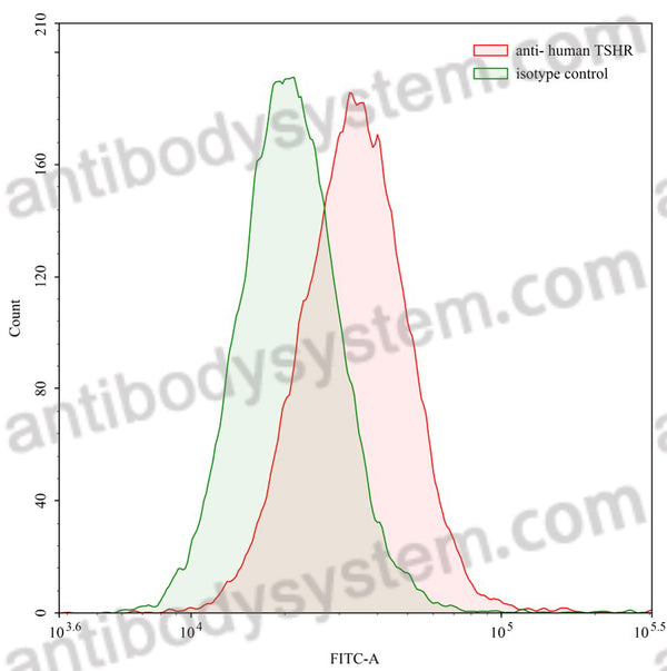 SDS-PAGE for Anti-Human TSHR/LGR3 Antibody (M22)