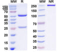 SDS-PAGE for Anti-Human TSHR/LGR3 Antibody (3BD10)