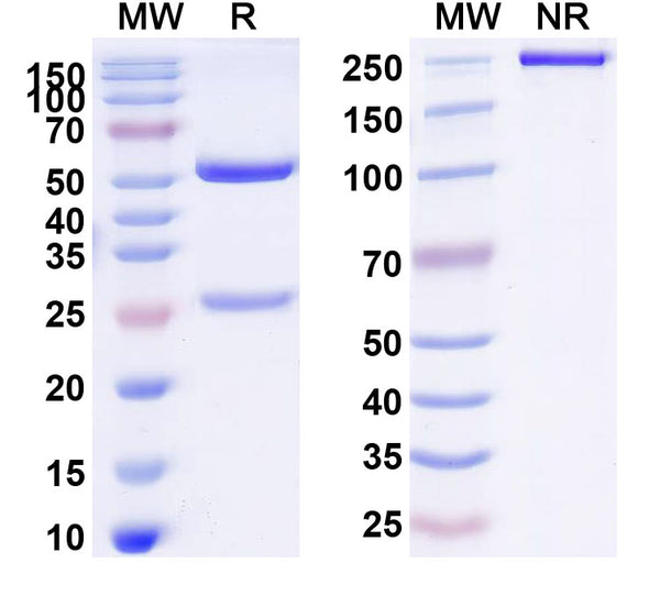 SDS-PAGE for Anti-Human TSHR/LGR3 Antibody (3BD10)