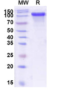Recombinant Human CD334/FGFR4 Protein, C-Fc