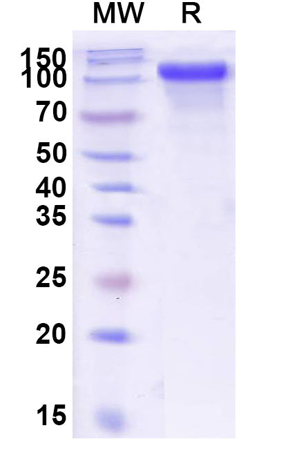 Recombinant Human CD334/FGFR4 Protein, C-Fc