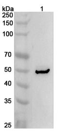 Western blot analysis was performed using anti-BMP6 polyclonal antibody at 1ug/mL on various samples.
Lane 1: Mouse heart lysate