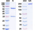 SDS-PAGE for Anti-Human BMP6 Antibody (SAA0425)