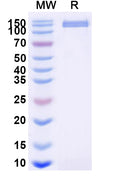 Recombinant Human CD325/CDH2 Protein, C-Fc