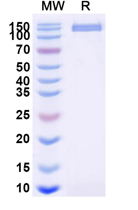 Recombinant Human CD325/CDH2 Protein, C-Fc