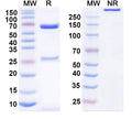 SDS-PAGE for Anti-Human CD325/CDH2 Antibody (E4#)
