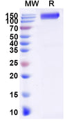 Recombinant Human CD332/FGFR2 Protein, C-Fc