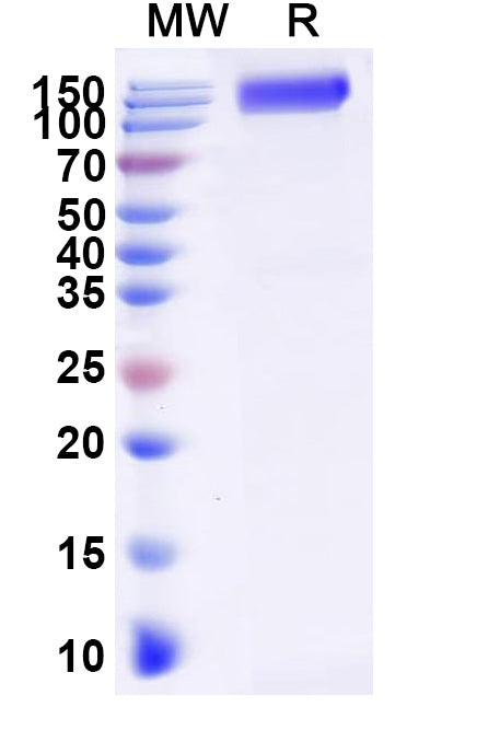 Recombinant Human CD332/FGFR2 Protein, C-Fc