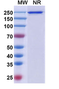 Anti-Human FGFR2 Reference Antibody (Aprutumab) – Figure 1 of 1