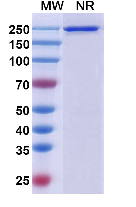 Anti-Human FGFR2 Reference Antibody (Aprutumab) – Figure 1 of 1