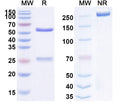 Anti-Human CD332/FGFR2 Reference Antibody (HuGAL-FR21) – Figure 1 of 1